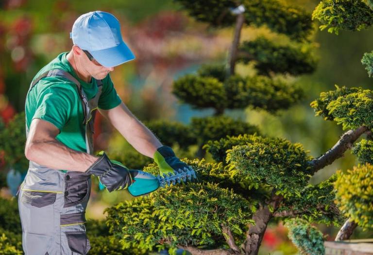 Taille des haies réussie : techniques et périodes idéales